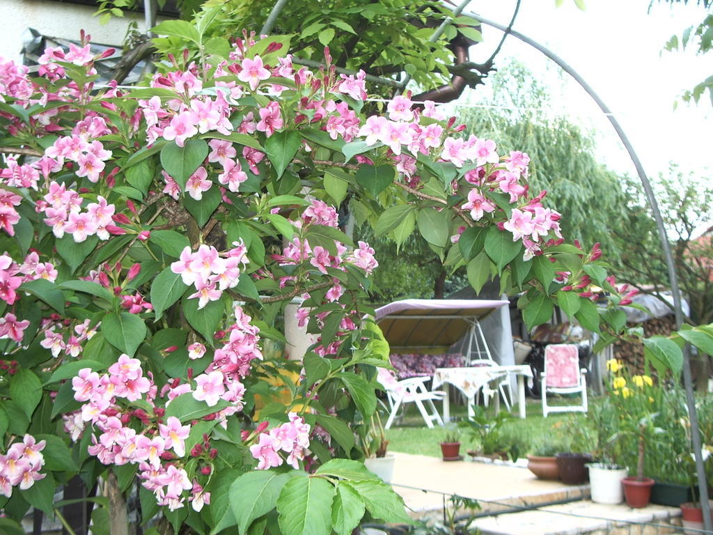 Apartmanhaz Gabriella ฮอร์กานี ภายนอก รูปภาพ
